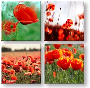 Obraz na stenu Meadow of poppy poppies